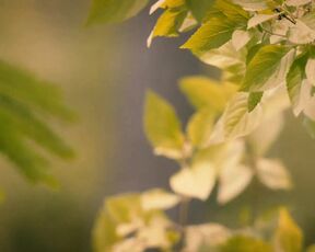 Violetta Beane, Katy Harris,  Jasmin Savoy Brown Naked Running Plot On The Leftovers - Film nackt